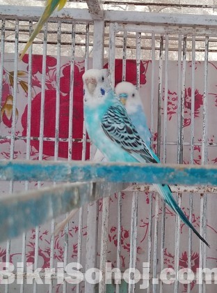 Budgerigar Bird